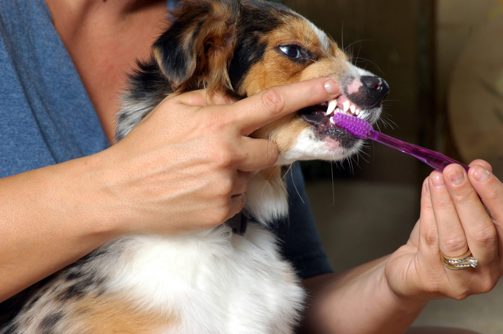 A person brushing the teeth of a dog