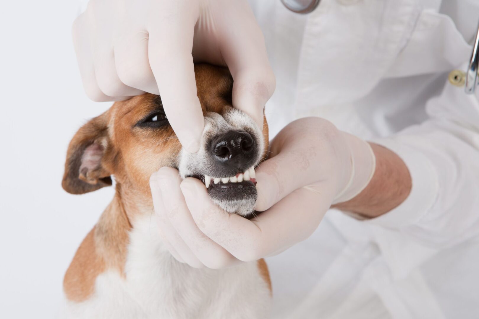 A dog being examined by a vet.