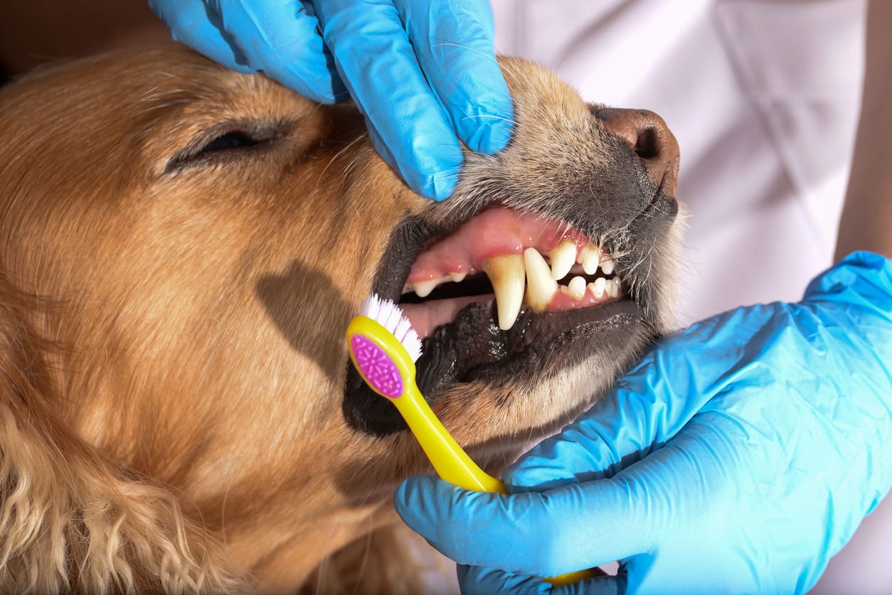 A dog being examined by two hands with gloves on.