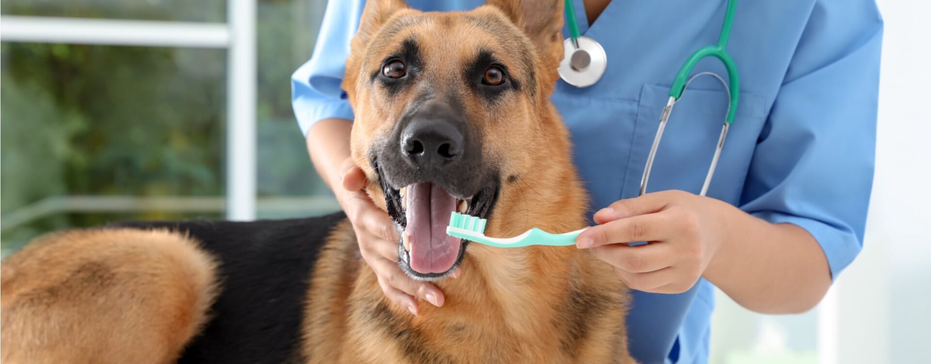 A dog is being brushed by a vet.