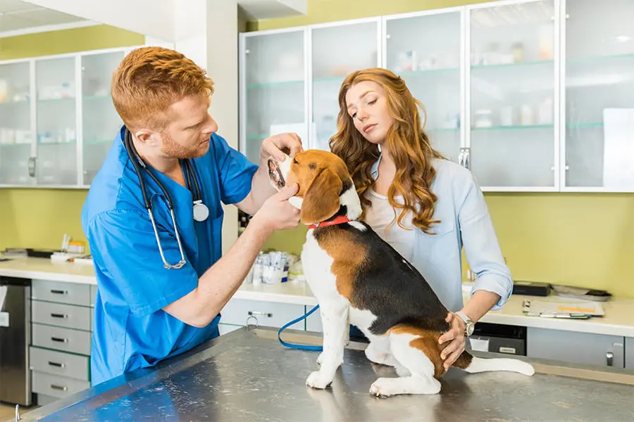 c-users-zedex-desktop-shrutika-images-16-jpg A woman and man are examining a dog.