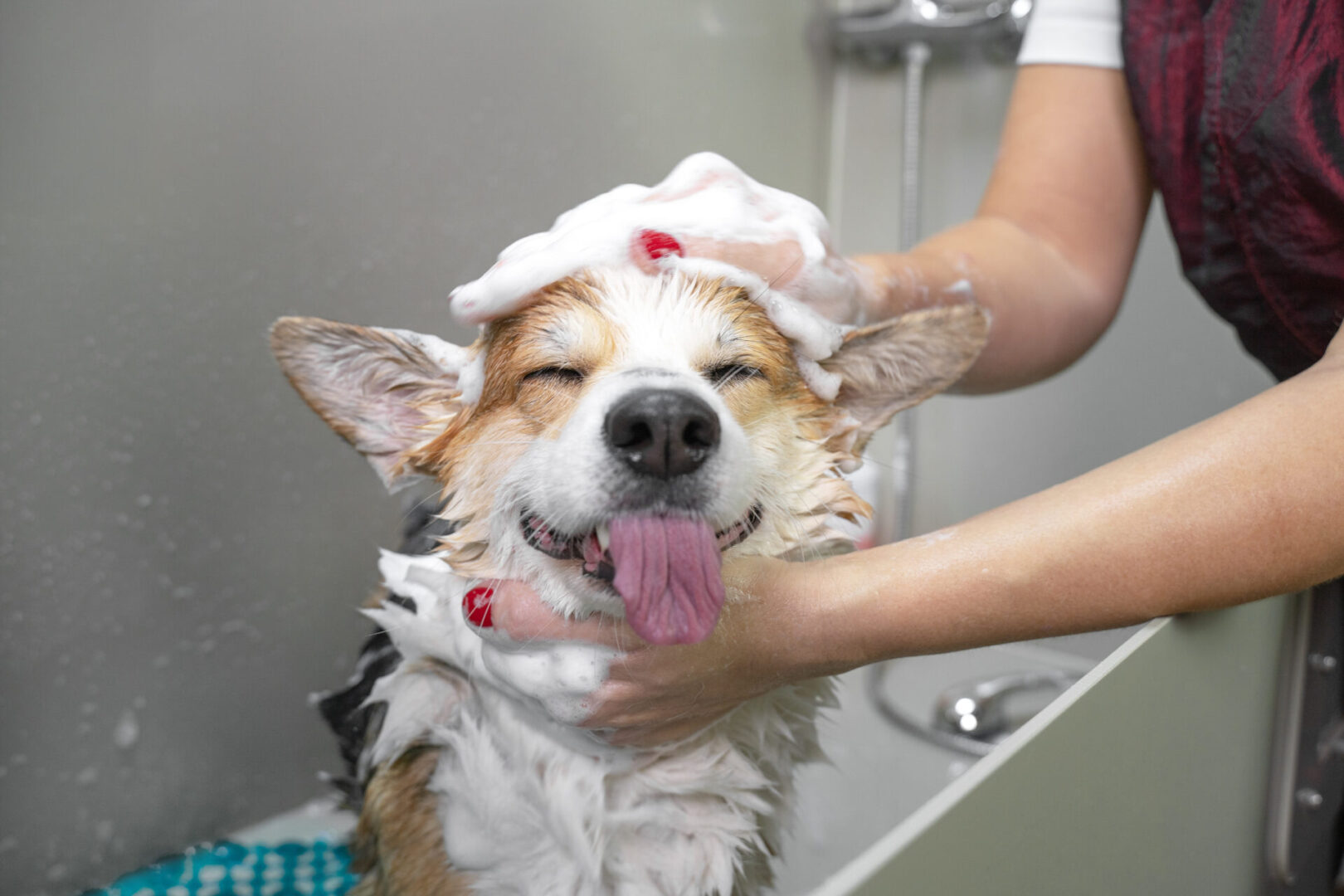corgi-having-bath A dog is being washed in the bath tub