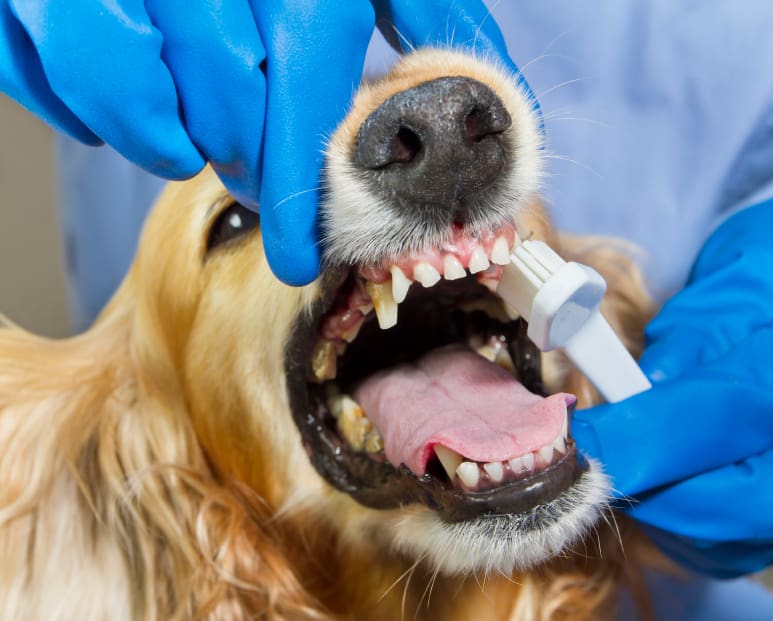 A dog getting his teeth checked by two hands.