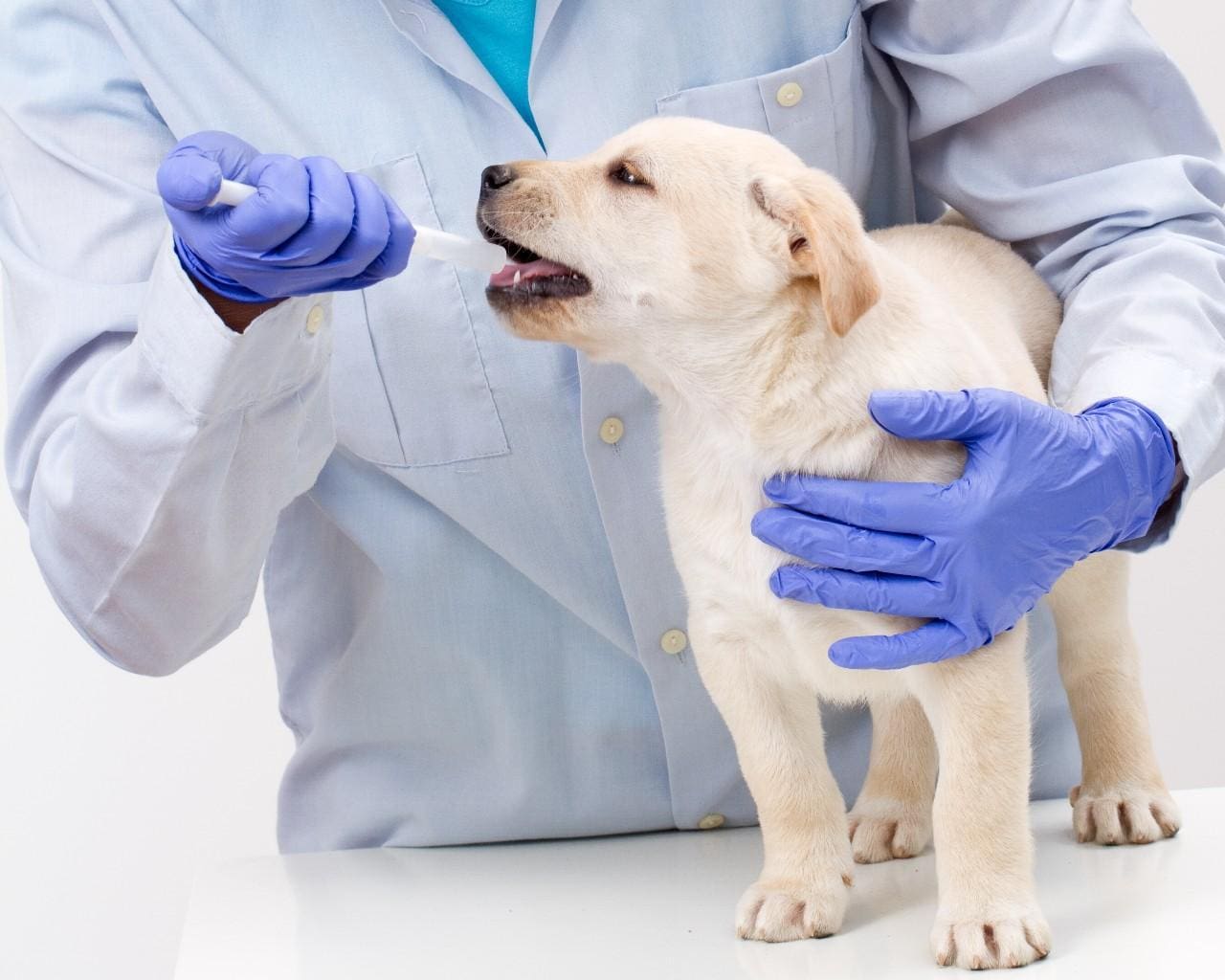 A dog being examined by two doctors.